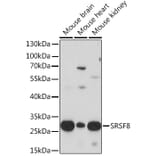 Western Blot - Anti-SRSF8 Antibody (A93132) - Antibodies.com