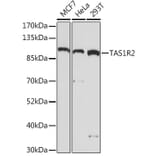 Western Blot - Anti-GPCR TAS1R2 Antibody (A93135) - Antibodies.com