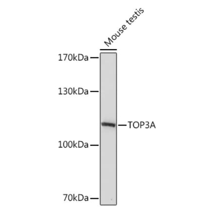 Western Blot - Anti-Topoisomerase III alpha Antibody (A93139) - Antibodies.com