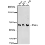 Western Blot - Anti-TRAF6 Antibody (A93140) - Antibodies.com