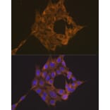 Immunofluorescence - Anti-TRAF6 Antibody (A93140) - Antibodies.com