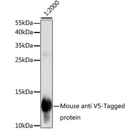 Western Blot - Anti-V5 Tag Antibody [AMC0506] (A93143) - Antibodies.com