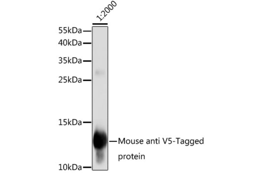 Western Blot - Anti-V5 Tag Antibody [AMC0506] (A93143) - Antibodies.com