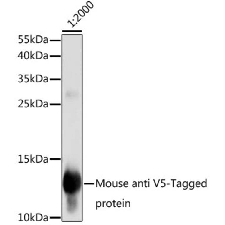 Western Blot - Anti-V5 Tag Antibody [AMC0506] (A93143) - Antibodies.com