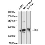 Western Blot - Anti-VPS18 Antibody (A93144) - Antibodies.com