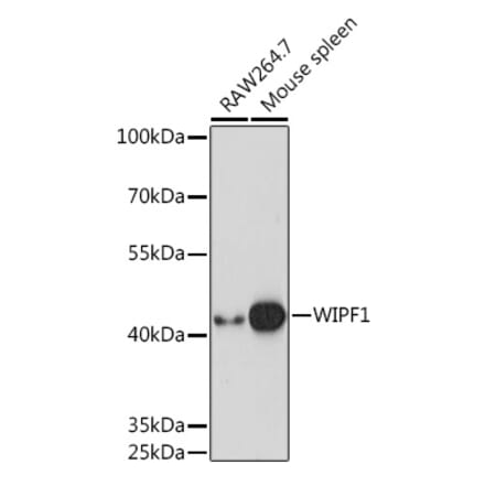 Western Blot - Anti-WIPF1 Antibody (A93146) - Antibodies.com