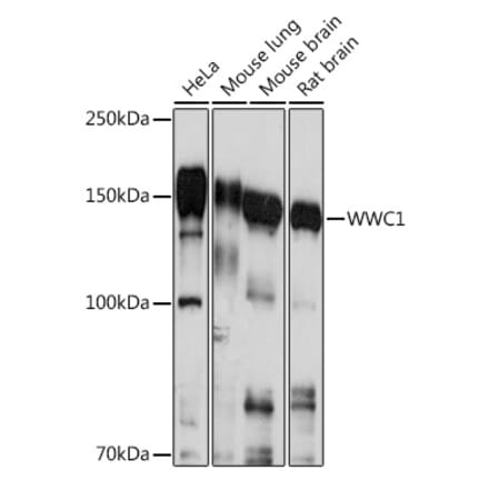 Western Blot - Anti-KIBRA Antibody (A93147) - Antibodies.com