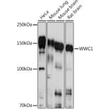Western Blot - Anti-KIBRA Antibody (A93147) - Antibodies.com