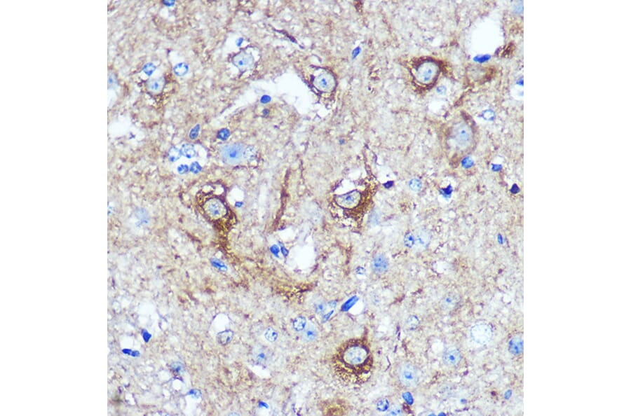 Immunohistochemistry - Anti-KIBRA Antibody (A93147) - Antibodies.com