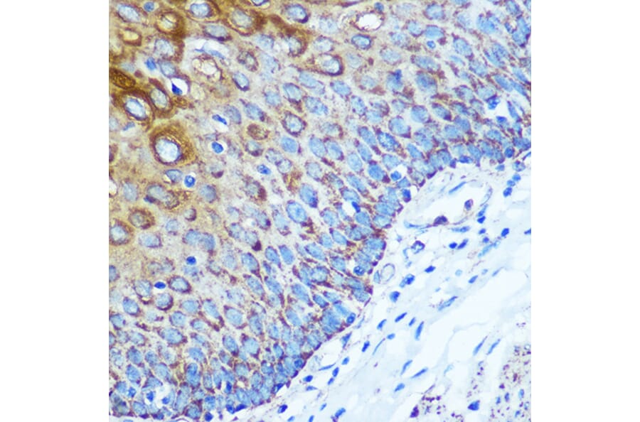Immunohistochemistry - Anti-KIBRA Antibody (A93147) - Antibodies.com