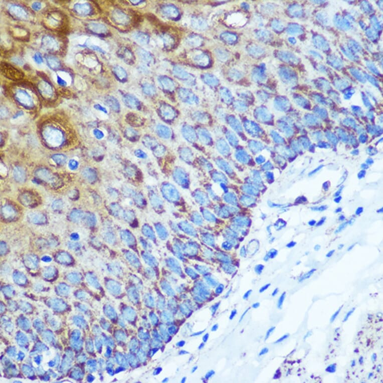 Immunohistochemistry - Anti-KIBRA Antibody (A93147) - Antibodies.com