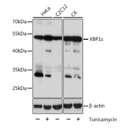 Western Blot - Anti-XBP1 Antibody (A93148) - Antibodies.com