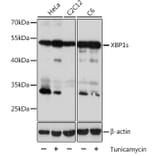 Western Blot - Anti-XBP1 Antibody (A93148) - Antibodies.com