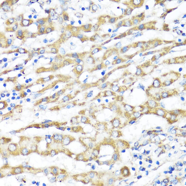 Immunohistochemistry - Anti-XBP1 Antibody (A93148) - Antibodies.com