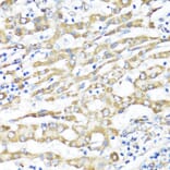 Immunohistochemistry - Anti-XBP1 Antibody (A93148) - Antibodies.com