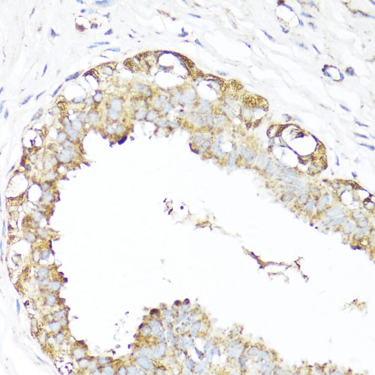 Immunohistochemistry - Anti-XBP1 Antibody (A93148) - Antibodies.com