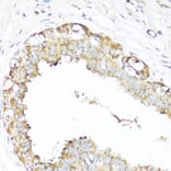 Immunohistochemistry - Anti-XBP1 Antibody (A93148) - Antibodies.com