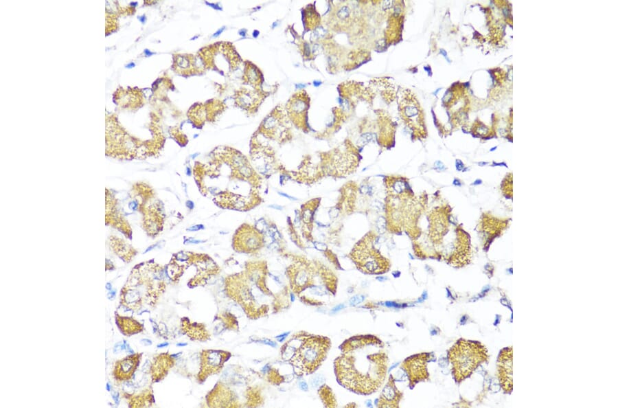 Immunohistochemistry - Anti-XBP1 Antibody (A93148) - Antibodies.com