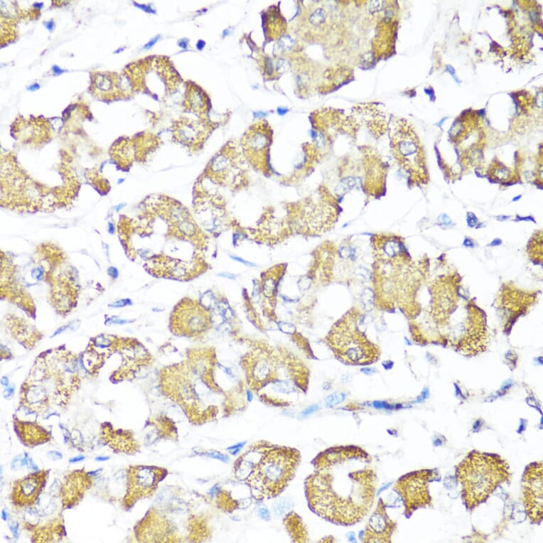 Immunohistochemistry - Anti-XBP1 Antibody (A93148) - Antibodies.com