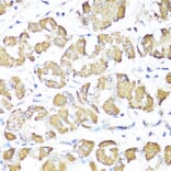 Immunohistochemistry - Anti-XBP1 Antibody (A93148) - Antibodies.com