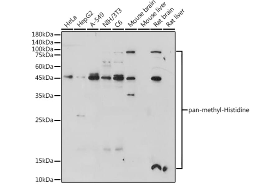 Western Blot - Anti-Pan Methyl-Histidine Antibody (A93153) - Antibodies.com