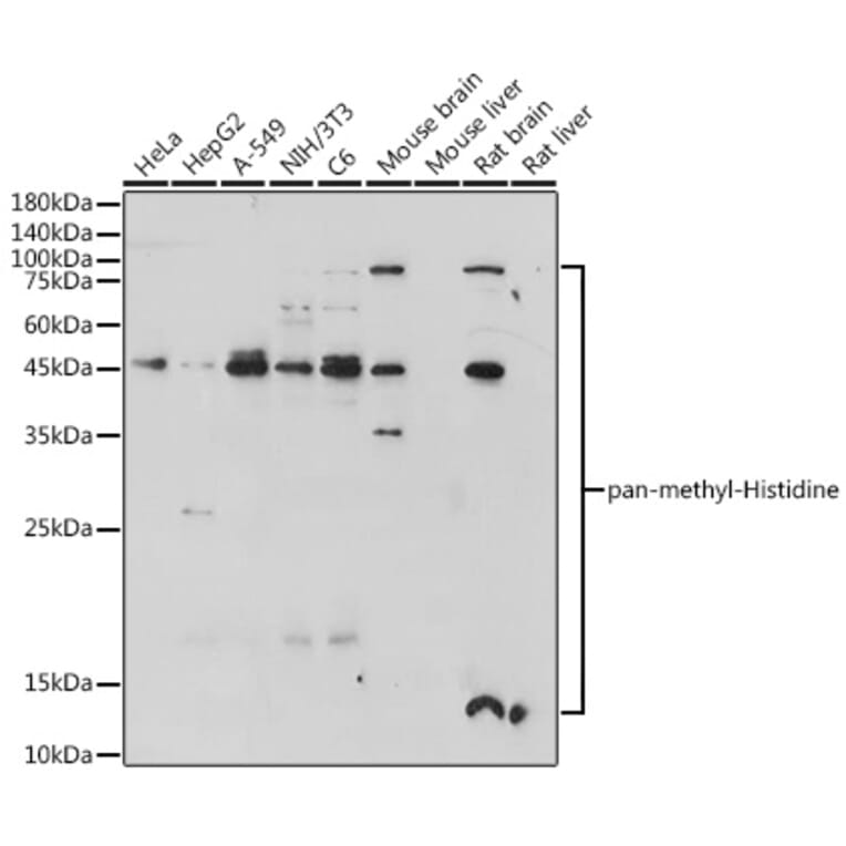 Western Blot - Anti-Pan Methyl-Histidine Antibody (A93153) - Antibodies.com