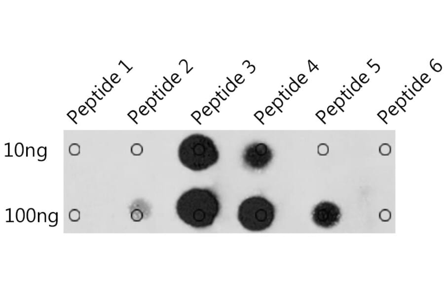 Dot Blot - Anti-Pan Methyl-Histidine Antibody (A93153) - Antibodies.com