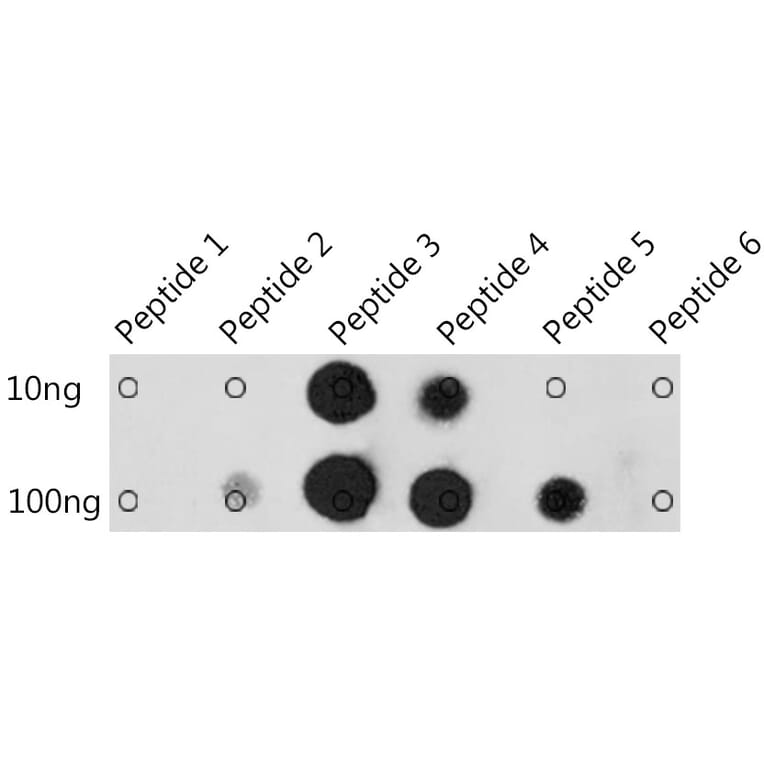 Dot Blot - Anti-Pan Methyl-Histidine Antibody (A93153) - Antibodies.com