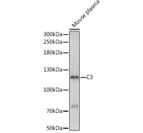 Western Blot - Anti-C3 Antibody (A93154) - Antibodies.com