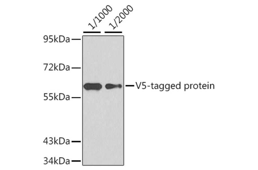 Western Blot - Anti-V5 Tag Antibody (AE022) - Antibodies.com