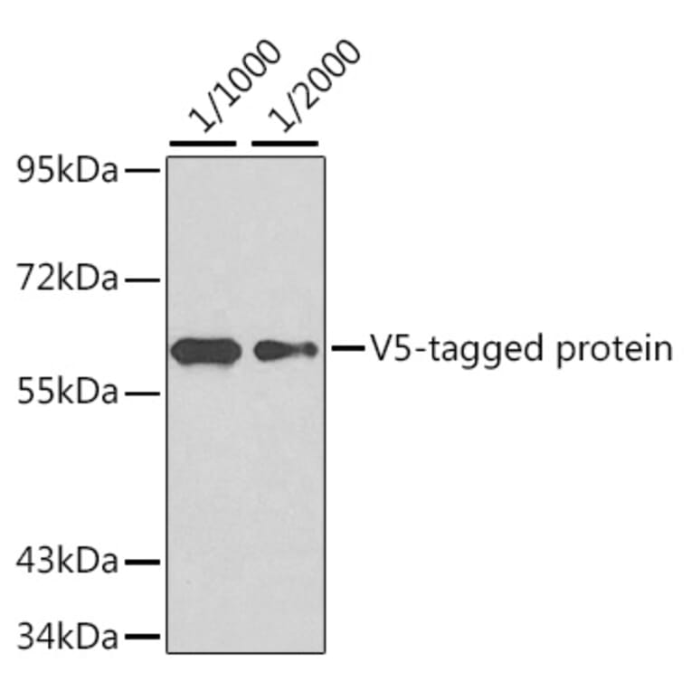 Western Blot - Anti-V5 Tag Antibody (AE022) - Antibodies.com