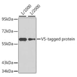 Western Blot - Anti-V5 Tag Antibody (AE022) - Antibodies.com