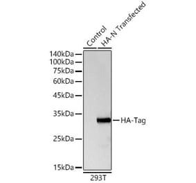 Western Blot - Anti-HA Tag Antibody (A93157) - Antibodies.com