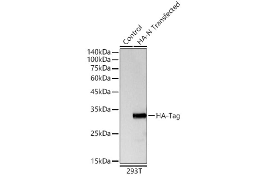 Western Blot - Anti-HA Tag Antibody (A93157) - Antibodies.com