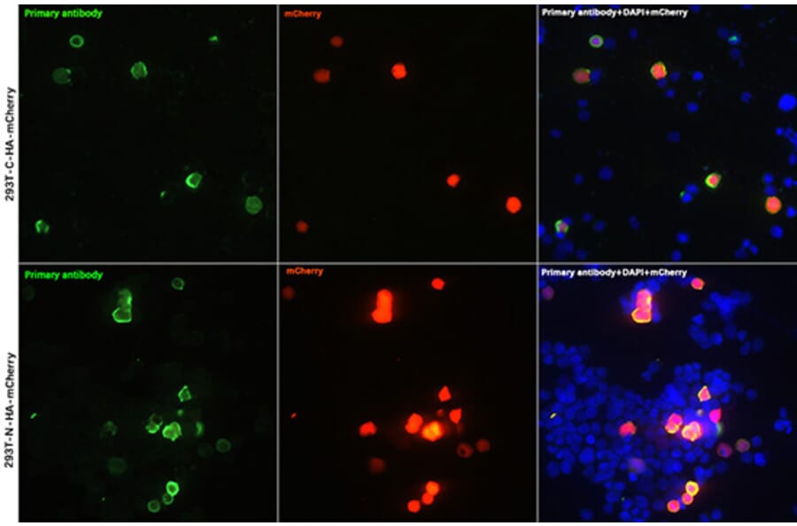 Immunofluorescence - Anti-HA Tag Antibody (A93157) - Antibodies.com