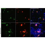 Immunofluorescence - Anti-HA Tag Antibody (A93157) - Antibodies.com