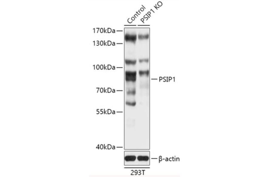 Western Blot - Anti-PSIP1/LEDGF Antibody (A93163) - Antibodies.com