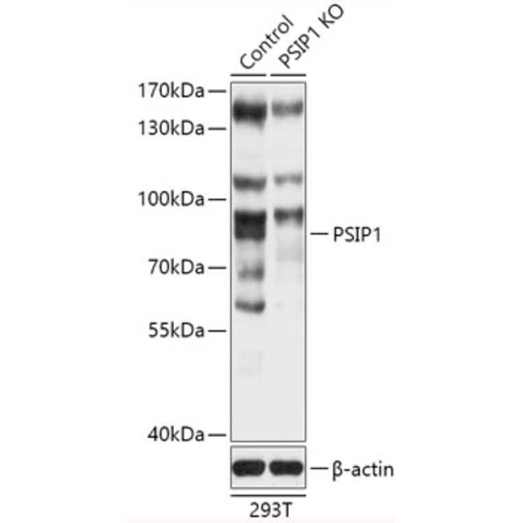Western Blot - Anti-PSIP1/LEDGF Antibody (A93163) - Antibodies.com