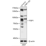 Western Blot - Anti-PSIP1/LEDGF Antibody (A93163) - Antibodies.com