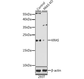 Western Blot - Anti-KRAS Antibody (A93164) - Antibodies.com