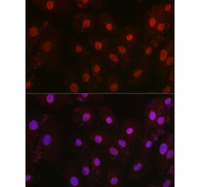 Immunofluorescence - Anti-HIF1 beta Antibody (A93165) - Antibodies.com