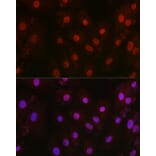 Immunofluorescence - Anti-HIF1 beta Antibody (A93165) - Antibodies.com
