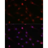 Immunofluorescence - Anti-HIF1 beta Antibody (A93165) - Antibodies.com