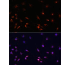 Immunofluorescence - Anti-ATR Antibody (A93166) - Antibodies.com