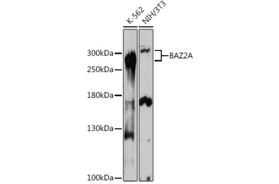 Western Blot - Anti-BAZ2A/TIP5 Antibody (A93167) - Antibodies.com