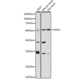 Western Blot - Anti-Dkk3 Antibody (A93168) - Antibodies.com