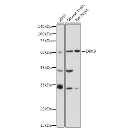 Western Blot - Anti-Dkk3 Antibody (A93168) - Antibodies.com