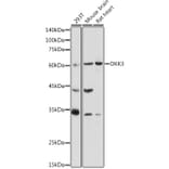 Western Blot - Anti-Dkk3 Antibody (A93168) - Antibodies.com