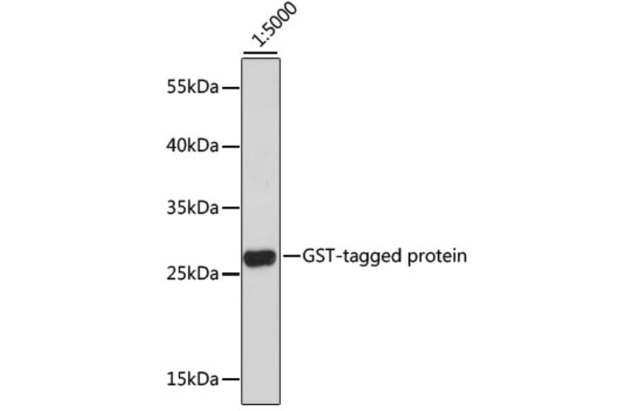 Western Blot - Anti-GST Tag Antibody [AMC0513] (HRP) (A93169) - Antibodies.com