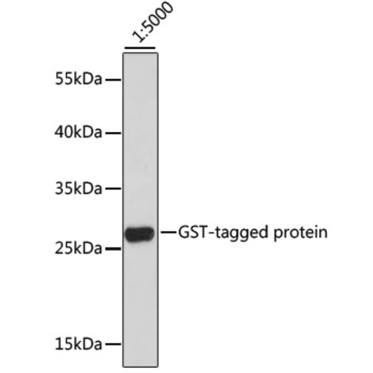 Western Blot - Anti-GST Tag Antibody [AMC0513] (HRP) (A93169) - Antibodies.com
